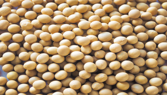 非转基因大豆